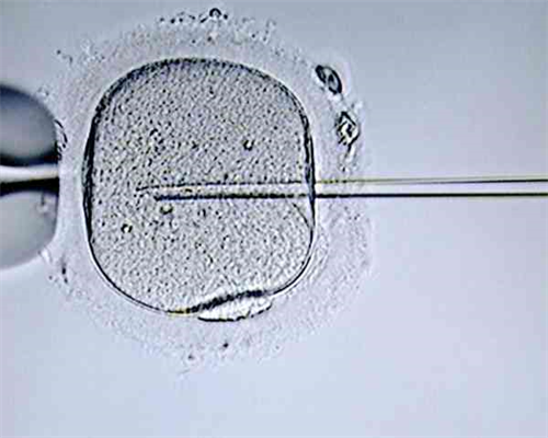 厦门泰东方国际_柬埔寨生殖医院排名|2026南京供卵三代试管婴儿医院大全
