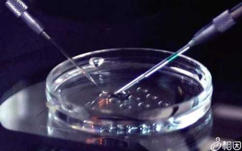 沈阳代孕最好医院,北京协和医院三代试管价格第三代试管婴儿技术-降调人工周