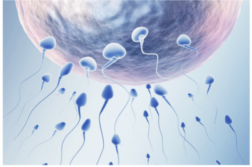 正规医院的供卵成功率高吗&试管供卵都找李广,2026廊坊不孕不育医院排名，排名