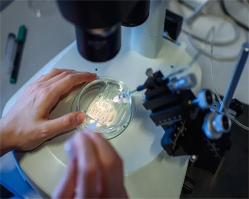 沈阳高龄供卵,50岁以上的绝经女性还能做试管婴儿吗-香港邮寄验血查男女中介