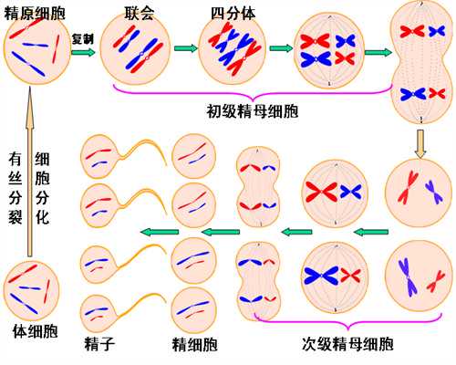 沈阳代怀医院经历,试管移植受精卵几天可以着床有什么反应-西安哪里供卵试管