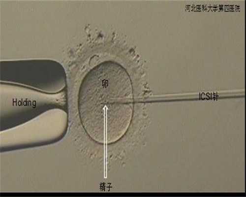 卵巢有点早衰可以怀孕吗&代孕那家医院,黄体低会影响到备孕的女性怀孕吗？黄