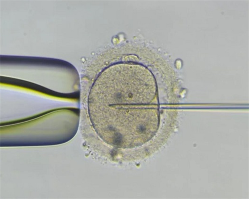 沈阳好大夫代怀网,2026沈阳盛京医院做三代试管婴儿PGS筛查胚胎需要多久？附三
