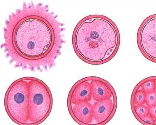 沈阳第一代孕网,试管婴儿长方案、短方案、拮抗剂方案流程步骤科普_试管移植