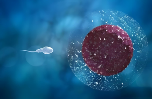 沈阳试管代孕医院套餐,做美国试管婴儿，哪些人群需要“养囊”？-沈阳盛京医