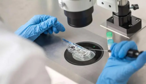 小比熊性格养成方法图片揭秘：全方位指南！