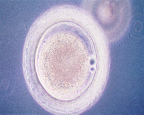 沈阳医院做供卵试,盘锦市内能做助孕试管婴儿吗？辽宁省内姐妹大多选择这里