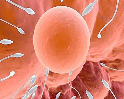 沈阳试管代孕前期准备|甘肃供卵试管医院排行榜，2026年甘肃试管卵男童条件解