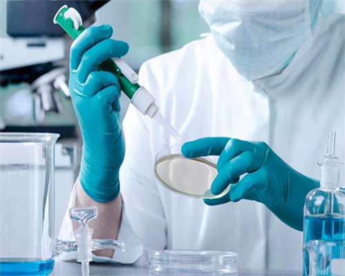 怀孕初期带了两个多月的金银花吗