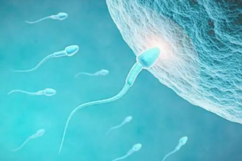 沈阳代孕网站,高龄女性做试管婴儿和人工授精哪种成功率高？-促排第四天内膜